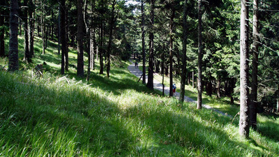 OSTRÝ – VÝZNAMNÝ VRCHOL ŠUMAVY