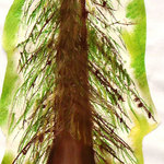 11-12-1-martin-samberger-12