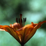 44-lilie-cibulkonosna