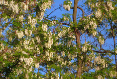 Akát – (ne)úspěšný přivandrovalec