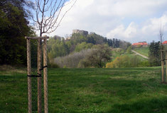 Krajina v okolí Buchlovic na Uherskohradišťsku získává díky Lesům ČR svůj původní ráz