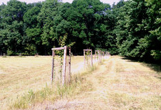 Na Hodonínsku lesníci vysadili nové aleje plodonosných dřevin