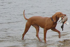 Arany z Tišnovských hor na psím Olympu