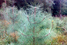 Arboretum u Hradce Králové