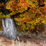 barvy-podzimu-dostal