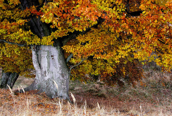 Vyhodnocení podzimního kola fotosoutěže Les očima lesníka