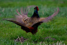 Červen – měsíc myslivosti