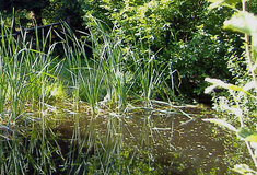 Také Beskydy mají své horské pleso