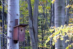 Lesy ČR chrání biodiverzitu