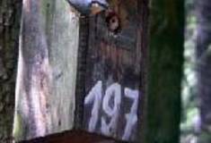 Biologická ochrana lesa s důrazem na lesní ptactvo