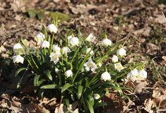 TIP NA JARNÍ VÝLET: Tisíce bledulí rozkvetly na Českolipsku