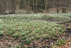 Výlet plný bledulí