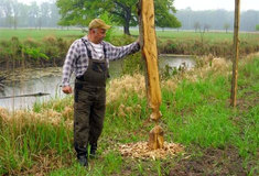 Kuriózní případy škod způsobených bobrem evropským