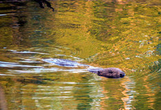 Škody působené bobrem evropským na lesích
