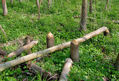 Bobr v lesích Strážnicka