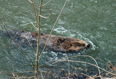 Jak se u&nbsp;nás vede bobru evropskému