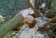 Bobr evropský na Vodní nádrži Skavsko