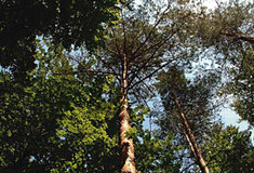 Važme si našich lesů