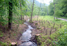 Péče o břehové porosty na jihovýchodní Moravě
