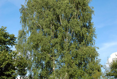 STROMEM ROKU 2010 JE BŘÍZA