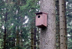 Lesníci z Kladské podporují rozvoj ptactva zdejších lesů