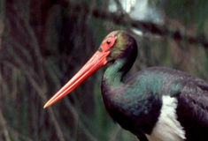 Lesy ČR chrání hnízdiště čápa černého