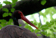 NATURA 2000 – Ptačí oblast Horní Vsacko – z pohledu legislativy