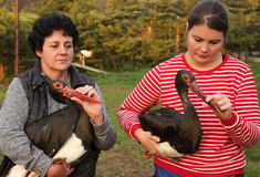 Čápi z Makova se v záchranné stanici připravují na svobodu
