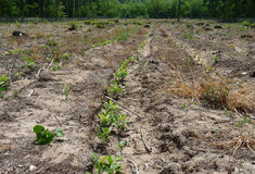 Síje ceru a jeho ekonomika