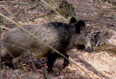 Problematika černé zvěře