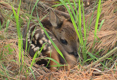 Červen – měsíc myslivosti