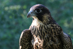 Lesy České republiky podporují chráněné živočichy