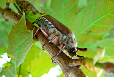 Rojení chrousta maďalového v oblasti Bzenecké a Hodonínské Doubravy