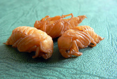 Obnovu lesních porostů poničených požárem u Bzence ohrožuje chroust maďalový – nejvýznamnější hmyzí škůdce v oblasti vátých písků