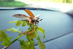 Lesy ČR varují: CHROUST  MAĎALOVÝ –  NEJVÝZNAMNĚJŠÍ HROZBA OBNOVY LESA V OBLASTI BZENECKÉ A HODONÍNSKÉ DOUBRAVY