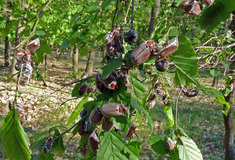 Chroust maďalový jako významný škůdce lesních porostů