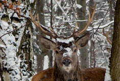 Co se děje v zimě v lese