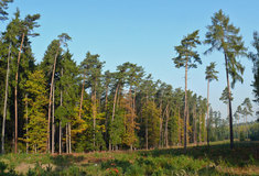 Co všechno umí les?