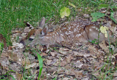 Začal nový myslivecký rok