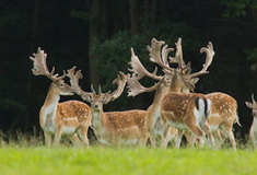 Daňčí zvěř v oboře Kopidlno