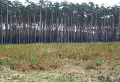 Lesníci ze Zlínského kraje se sešli na demonstračním objektu na jižní Moravě