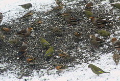 První duben – Den ptactva