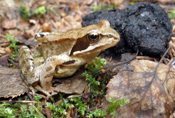 Obojživelníci a plazi