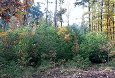 Douglaska tisolistá