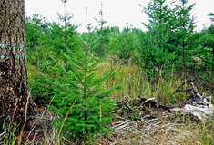 Douglaska tisolistá na Lesní správě Černá Hora