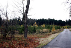 Doupné stromy v hospodářském lese