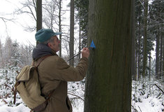 Projekt „Ochrana odumírajících a doupných stromů“