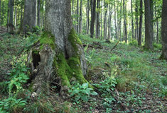Podpora biodiverzity na LS Bystřice pod Hostýnem