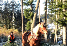 Ve státních lesích u Rožnova se začalo těžit dříví pro Libušín