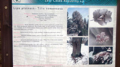 Dendrologická stezka Bubovice